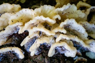 Beyaz mantar yerde çürüyen odunlarda yetişir.