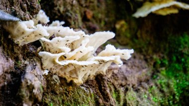 Beyaz mantar yerde çürüyen odunlarda yetişir.