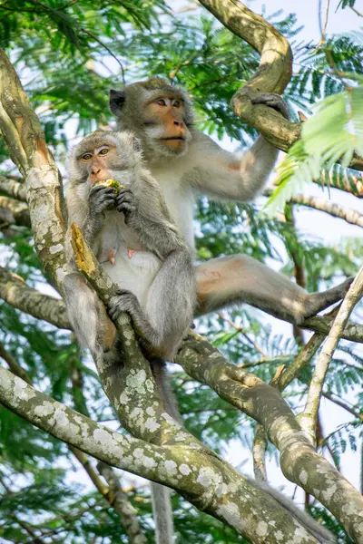 stock image Macaca fascicularis (Monyet kra, kera ekor panjang, monyet ekor panjang, long-tailed macaque, monyet pemakan kepiting, crab-eating monkey) on the tree.