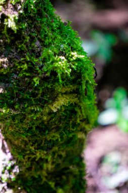 Yeşil yosun kuru tahta dallara yapışır.