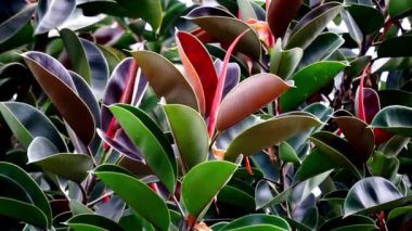 Ficus elastica (Also known as the rubber fig, rubber bush, rubber tree) in nature. The latex of Ficus elastica is an irritant to the eyes and skin and is toxic if taken internally