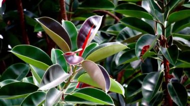 Ficus elastica (Also known as the rubber fig, rubber bush, rubber tree) in nature. The latex of Ficus elastica is an irritant to the eyes and skin and is toxic if taken internally