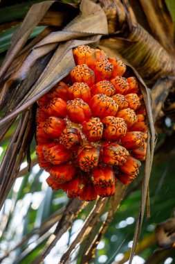 Kokulu Screwpine (Pandanus fascicularis, Pandanus odorifer, Pandanus tectorius) doğanın arka planına sahiptir..