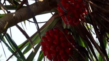 Kokulu Screwpine (Pandanus fascicularis, Pandanus odorifer, Pandanus tectorius) doğanın arka planına sahiptir..
