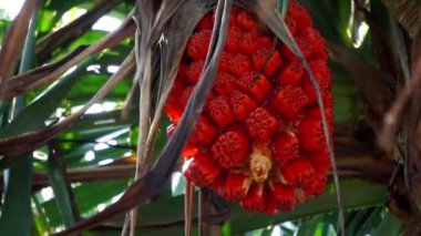 Kokulu Screwpine (Pandanus fascicularis, Pandanus odorifer, Pandanus tectorius) doğanın arka planına sahiptir..