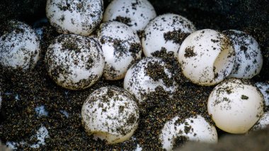 Turtle eggs in the nest. Turtles usually make nests in the ground clipart