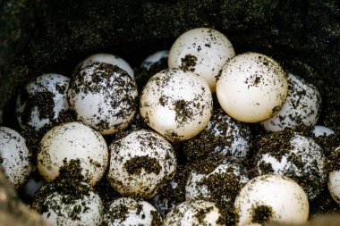 Turtle eggs in the nest. Turtles usually make nests in the ground clipart