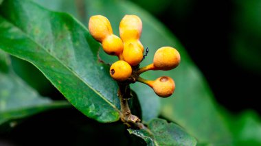 Uvaria rufa (susung kalabaw, Carabao memeleri, Torres Boğazı karıştırıcı, tril sva). Uvaria Rufa 'nın meyveleri yenilebilir, keskin bir tatlı ekşi tadı var.