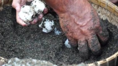 Yuvadaki kaplumbağa yumurtaları. Kaplumbağalar genellikle yere yuva yaparlar.