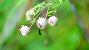 Vaccinium corymbosum (northern highbush blueberry, blue huckleberry, tall huckleberry). In natural habitats, the berries are a food source for native and migrating birds, bears, and small mammals clipart