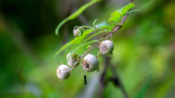 stock image Vaccinium corymbosum (northern highbush blueberry, blue huckleberry, tall huckleberry). In natural habitats, the berries are a food source for native and migrating birds, bears, and small mammals