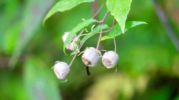 stock image Vaccinium corymbosum (northern highbush blueberry, blue huckleberry, tall huckleberry). In natural habitats, the berries are a food source for native and migrating birds, bears, and small mammals