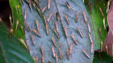 Leptocorisa oratorius (Walang sangit, Leptocorisa bengalensis, Leptocorisa maculiventris, Leptocorisa trinotata, pirinç kulak böceği). Rahatsız edildiğinde, böcek savunmada nahoş bir koku yayar..