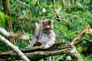Macaca fascicularis (Monyet kra, kera ekor panjang, monyet ekor panjang, long-tailed macaque, monyet pemakan kepiting, crab-eating monkey) on the tree.