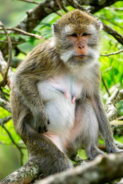 Macaca fascicularis (Monyet kra, kera ekor panjang, monyet ekor panjang, long-tailed macaque, monyet pemakan kepiting, crab-eating monkey) on the tree.