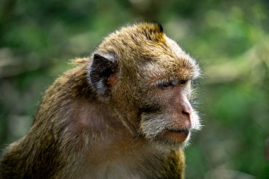 Macaca fascicularis (Monyet kra, kera ekor panjang, monyet ekor panjang, long-tailed macaque, monyet pemakan kepiting, crab-eating monkey) on the tree.