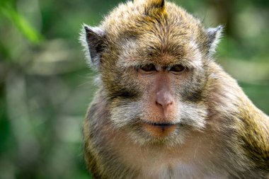Macaca fascicularis (Monyet kra, kera ekor panjang, monyet ekor panjang, long-tailed macaque, monyet pemakan kepiting, crab-eating monkey) on the tree.