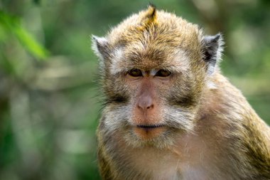 Macaca fascicularis (Monyet kra, kera ekor panjang, monyet ekor panjang, long-tailed macaque, monyet pemakan kepiting, crab-eating monkey) on the tree.