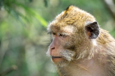 Macaca fascicularis (Monyet kra, kera ekor panjang, monyet ekor panjang, long-tailed macaque, monyet pemakan kepiting, crab-eating monkey) on the tree.