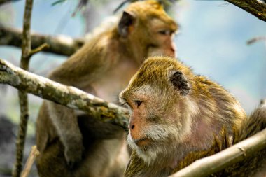 Macaca fascicularis (Monyet kra, kera ekor panjang, monyet ekor panjang, long-tailed macaque, monyet pemakan kepiting, crab-eating monkey) on the tree.