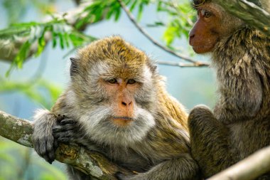 Macaca fascicularis (Monyet kra, kera ekor panjang, monyet ekor panjang, long-tailed macaque, monyet pemakan kepiting, crab-eating monkey) on the tree.