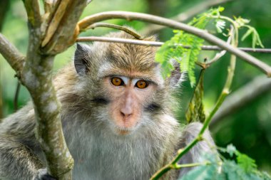 Macaca fascicularis (Monyet kra, kera ekor panjang, monyet ekor panjang, long-tailed macaque, monyet pemakan kepiting, crab-eating monkey) on the tree.