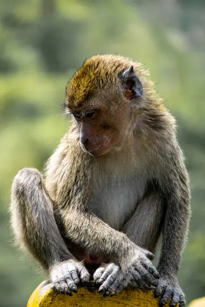 stock image Macaca fascicularis (Monyet kra, kera ekor panjang, monyet ekor panjang, long-tailed macaque, monyet pemakan kepiting, crab-eating monkey) on the tree.