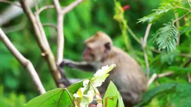 Macaca fascicularis (Monyet kra, kera ekor panjang, monyet ekor panjang, long-tailed macaque, monyet pemakan kepiting, crab-eating monkey) on the tree.