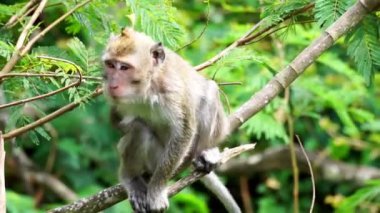 Macaca fascicularis (Monyet kra, kera ekor panjang, monyet ekor panjang, long-tailed macaque, monyet pemakan kepiting, crab-eating monkey) on the tree.
