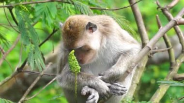 Macaca fascicularis (Monyet kra, kera ekor panjang, monyet ekor panjang, long-tailed macaque, monyet pemakan kepiting, crab-eating monkey) on the tree.