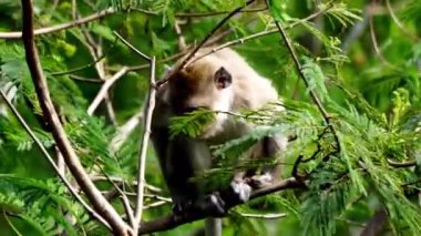 Macaca fascicularis (Monyet kra, kera ekor panjang, monyet ekor panjang, long-tailed macaque, monyet pemakan kepiting, crab-eating monkey) on the tree.