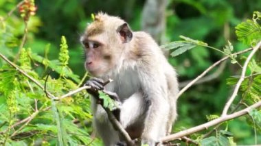 Macaca fascicularis (Monyet kra, kera ekor panjang, monyet ekor panjang, long-tailed macaque, monyet pemakan kepiting, crab-eating monkey) on the tree.