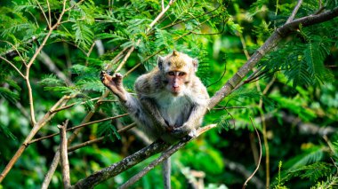 Macaca fascicularis (Monyet kra, kera ekor panjang, monyet ekor panjang, long-tailed macaque, monyet pemakan kepiting, crab-eating monkey) on the tree.