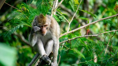 Macaca fascicularis (Monyet kra, kera ekor panjang, monyet ekor panjang, long-tailed macaque, monyet pemakan kepiting, crab-eating monkey) on the tree.