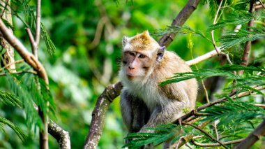 Macaca fascicularis (Monyet kra, kera ekor panjang, monyet ekor panjang, long-tailed macaque, monyet pemakan kepiting, crab-eating monkey) on the tree.