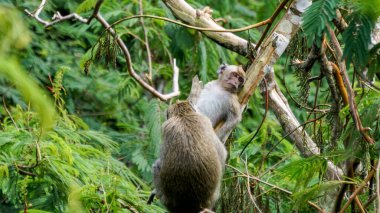 Macaca fascicularis (Monyet kra, kera ekor panjang, monyet ekor panjang, long-tailed macaque, monyet pemakan kepiting, crab-eating monkey) on the tree.