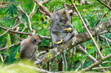 Macaca fascicularis (Monyet kra, kera ekor panjang, monyet ekor panjang, long-tailed macaque, monyet pemakan kepiting, crab-eating monkey) on the tree.