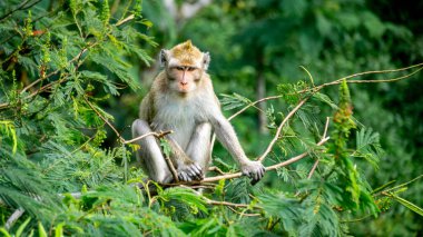 Macaca fascicularis (Monyet kra, kera ekor panjang, monyet ekor panjang, long-tailed macaque, monyet pemakan kepiting, crab-eating monkey) on the tree.