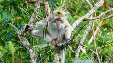 Macaca fascicularis (Monyet kra, kera ekor panjang, monyet ekor panjang, long-tailed macaque, monyet pemakan kepiting, crab-eating monkey) on the tree.