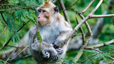 Macaca fascicularis (Monyet kra, kera ekor panjang, monyet ekor panjang, long-tailed macaque, monyet pemakan kepiting, crab-eating monkey) on the tree.