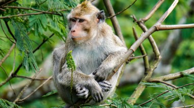 Macaca fascicularis (Monyet kra, kera ekor panjang, monyet ekor panjang, long-tailed macaque, monyet pemakan kepiting, crab-eating monkey) on the tree.