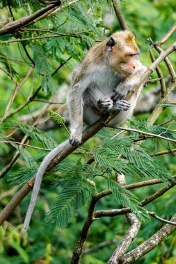 Macaca fascicularis (Monyet kra, kera ekor panjang, monyet ekor panjang, long-tailed macaque, monyet pemakan kepiting, crab-eating monkey) on the tree.