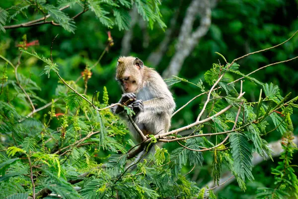 stock image Macaca fascicularis (Monyet kra, kera ekor panjang, monyet ekor panjang, long-tailed macaque, monyet pemakan kepiting, crab-eating monkey) on the tree.