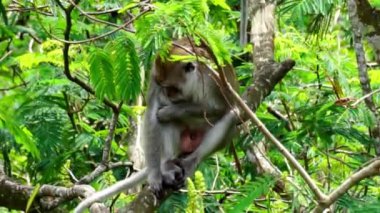 Macaca fascicularis (Monyet kra, kera ekor panjang, monyet ekor panjang, long-tailed macaque, monyet pemakan kepiting, crab-eating monkey) on the tree.