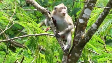 Macaca fascicularis (Monyet kra, kera ekor panjang, monyet ekor panjang, long-tailed macaque, monyet pemakan kepiting, crab-eating monkey) on the tree.
