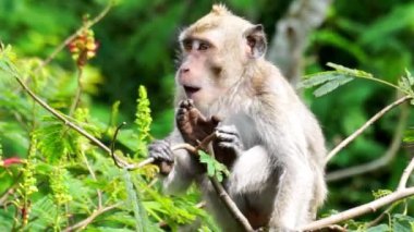 Macaca fascicularis (Monyet kra, kera ekor panjang, monyet ekor panjang, long-tailed macaque, monyet pemakan kepiting, crab-eating monkey) on the tree.