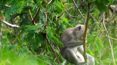 Macaca fascicularis (Monyet kra, kera ekor panjang, monyet ekor panjang, long-tailed macaque, monyet pemakan kepiting, crab-eating monkey) on the tree.