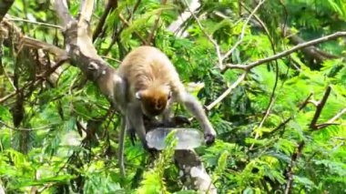 Macaca fascicularis (Monyet kra, kera ekor panjang, monyet ekor panjang, long-tailed macaque, monyet pemakan kepiting, crab-eating monkey) on the tree.