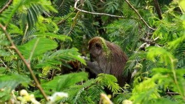 Macaca fascicularis (Monyet kra, kera ekor panjang, monyet ekor panjang, long-tailed macaque, monyet pemakan kepiting, crab-eating monkey) on the tree.