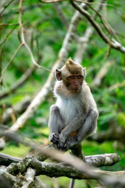 Macaca fascicularis (Monyet kra, kera ekor panjang, monyet ekor panjang, long-tailed macaque, monyet pemakan kepiting, crab-eating monkey) on the tree.
